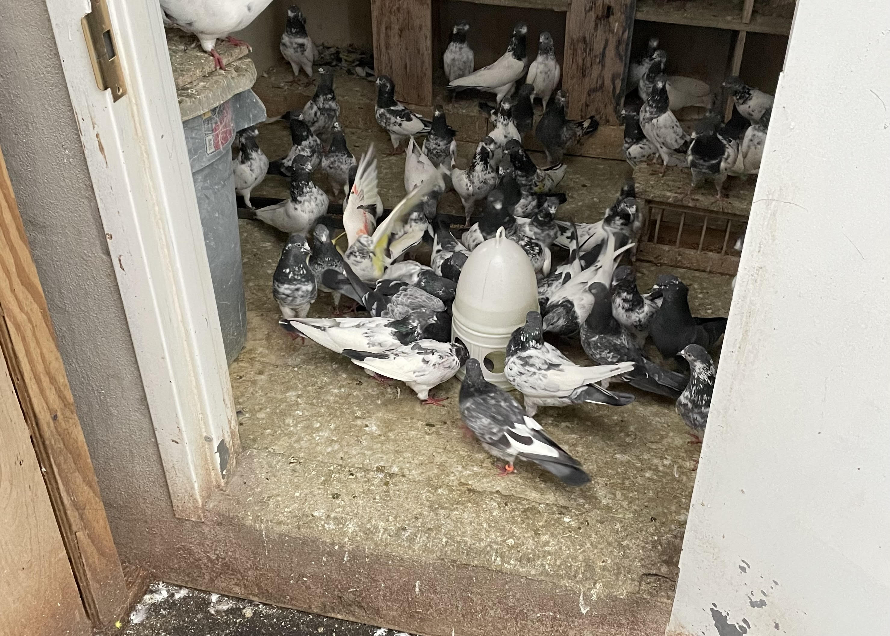 Photo of pigeons on ther rooftop of Sajjad Khan's home in Flatbush.